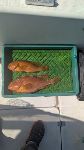 キジハタの釣果