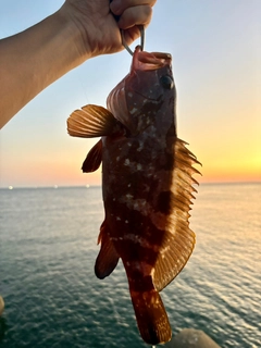 キジハタの釣果