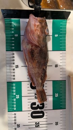 キジハタの釣果
