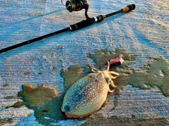 シリヤケイカの釣果