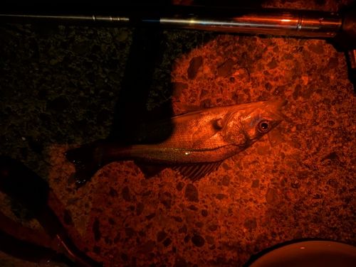 セイゴ（マルスズキ）の釣果