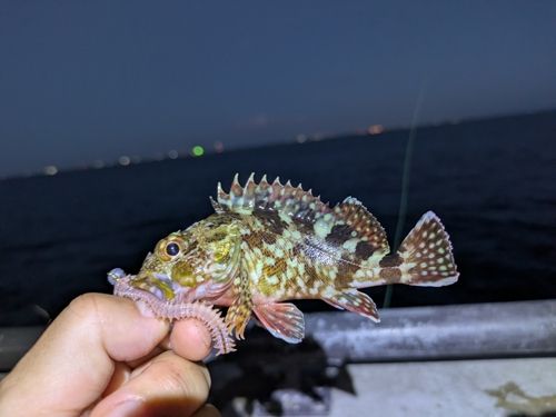 カサゴの釣果