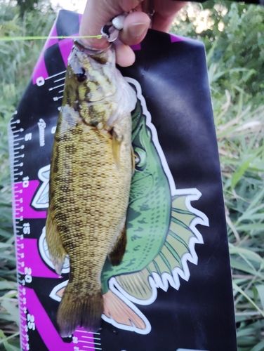 スモールマウスバスの釣果