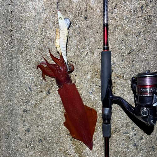 ケンサキイカの釣果
