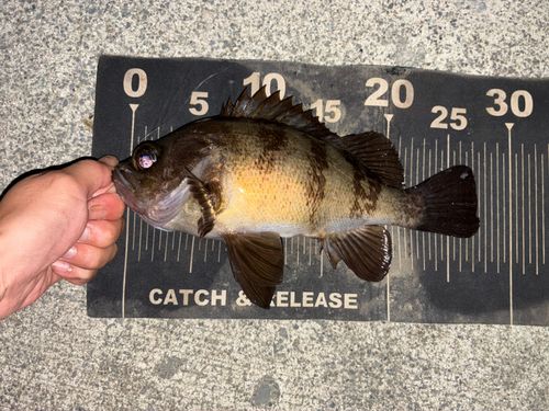 メバルの釣果
