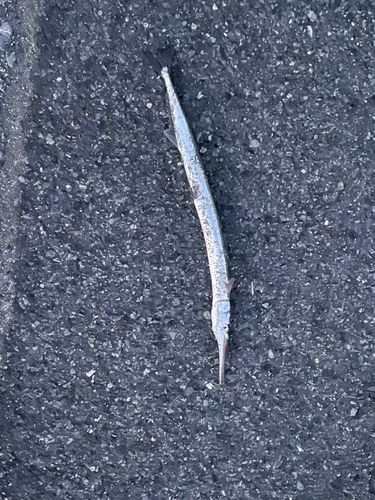 ダツの釣果
