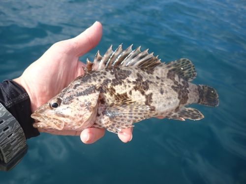 タケノコメバルの釣果