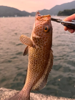 オオモンハタの釣果