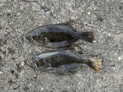 ソゲの釣果