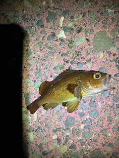 エゾメバルの釣果