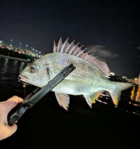 キビレの釣果