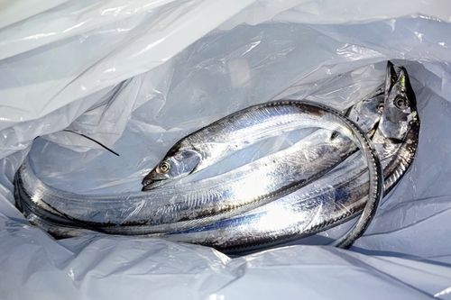 タチウオの釣果