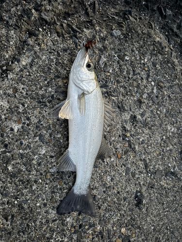ヒラスズキの釣果