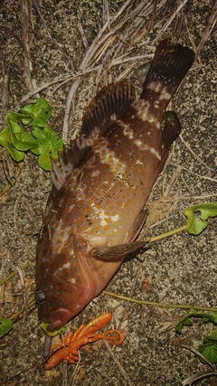 キジハタの釣果