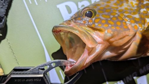 キジハタの釣果
