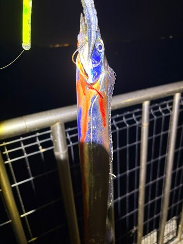 タチウオの釣果