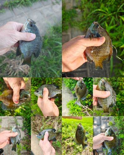 ブルーギルの釣果