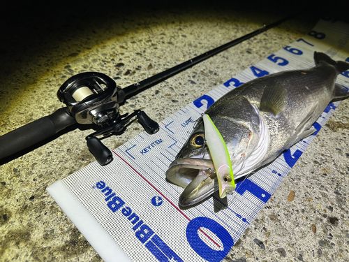 シーバスの釣果