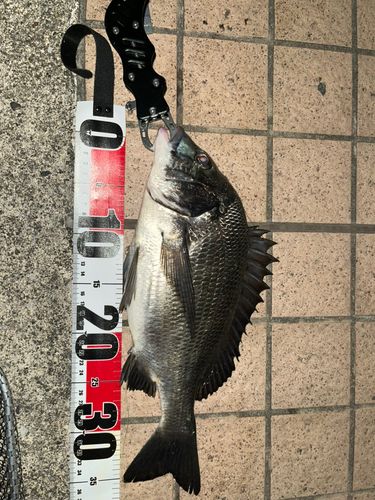 チヌの釣果