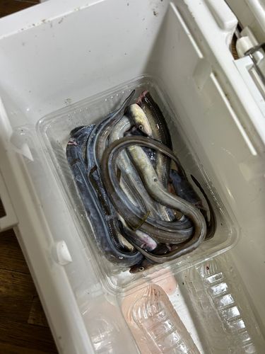 マアナゴの釣果