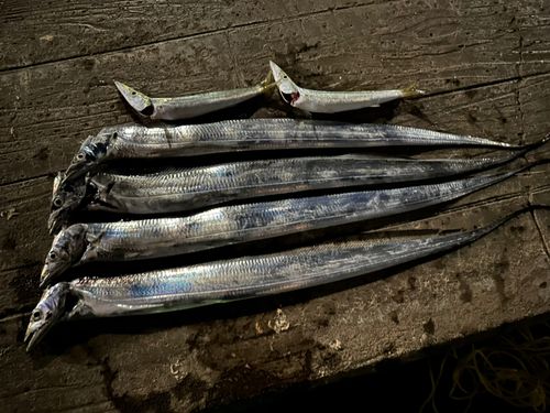 タチウオの釣果