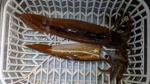 スルメイカの釣果