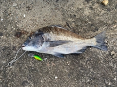 クロダイの釣果