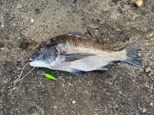 クロダイの釣果