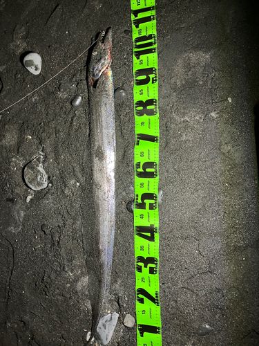 タチウオの釣果
