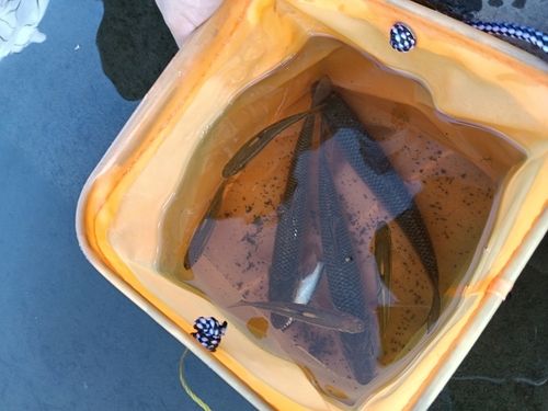 ニゴイの釣果