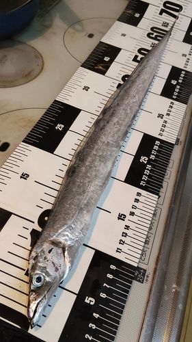 タチウオの釣果