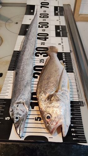 イシモチの釣果
