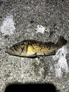 クロソイの釣果