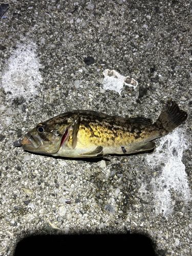 クロソイの釣果