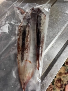 スルメイカの釣果