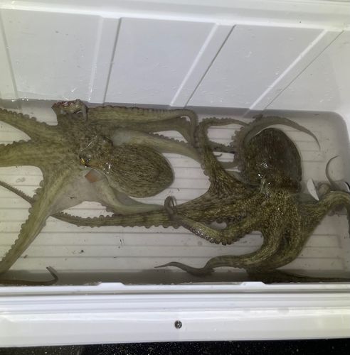 タコの釣果