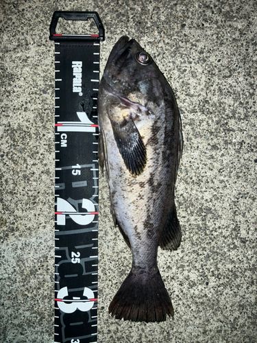 クロソイの釣果
