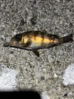 メバルの釣果