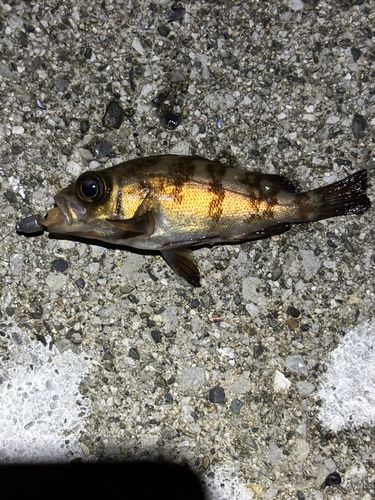 メバルの釣果