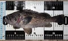 クロソイの釣果