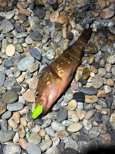 キジハタの釣果