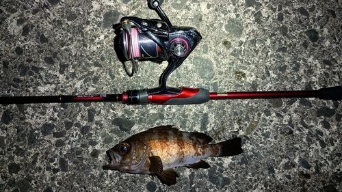 メバルの釣果