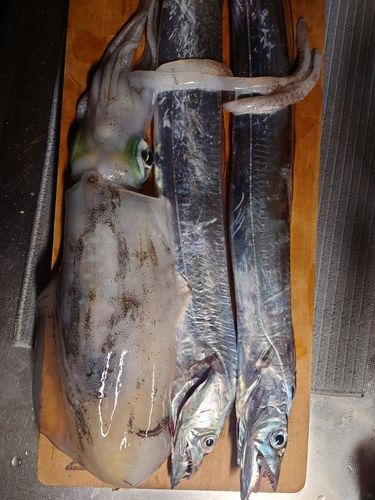 タチウオの釣果