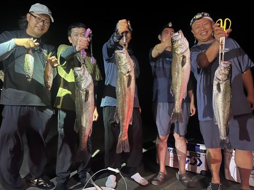 シーバスの釣果