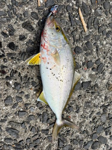 ネリゴの釣果