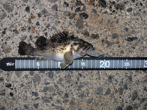 クロソイの釣果