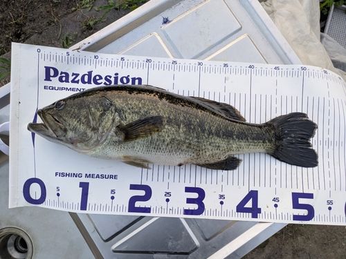 ブラックバスの釣果