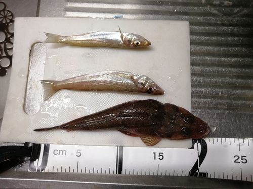 キスの釣果