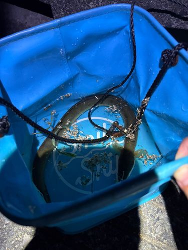ウナギの釣果