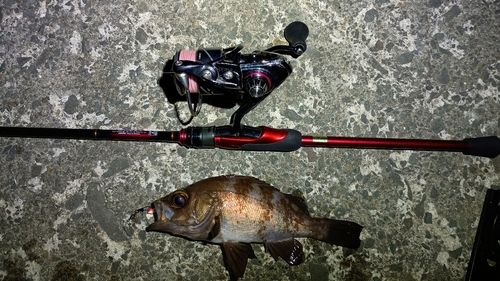 メバルの釣果
